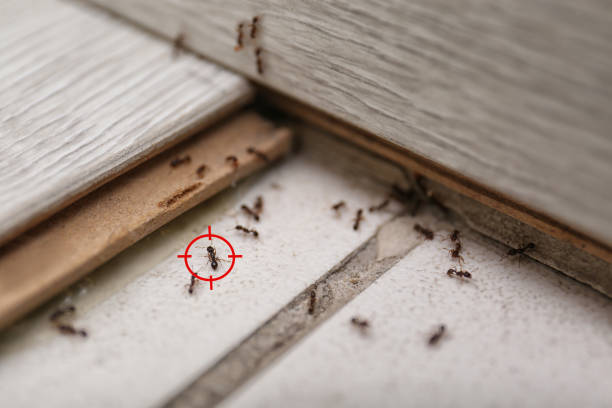 Best Termite Control Services  in Orwell, OH