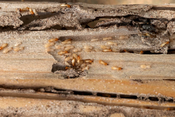 Best Best Pest Control Companies  in Orwell, OH